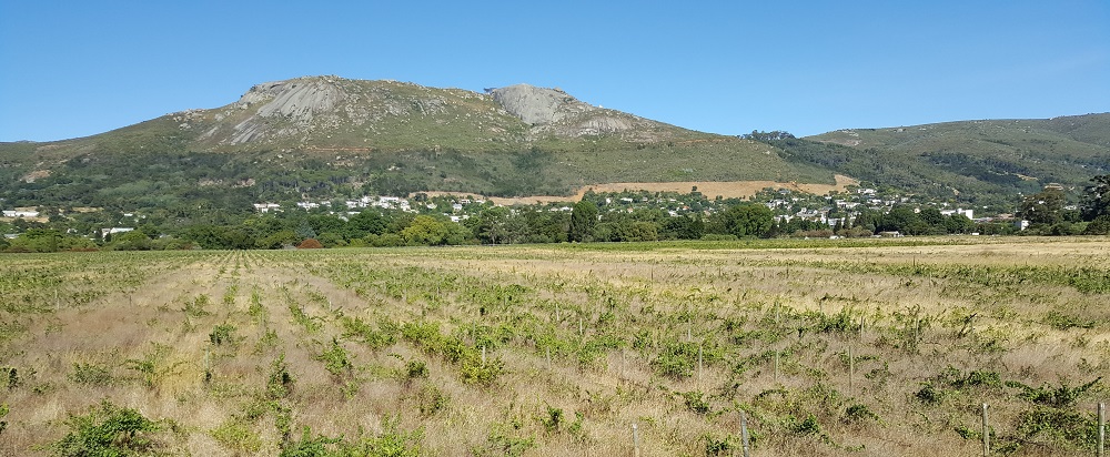 Paarl Rock with vineyards in the foreground
