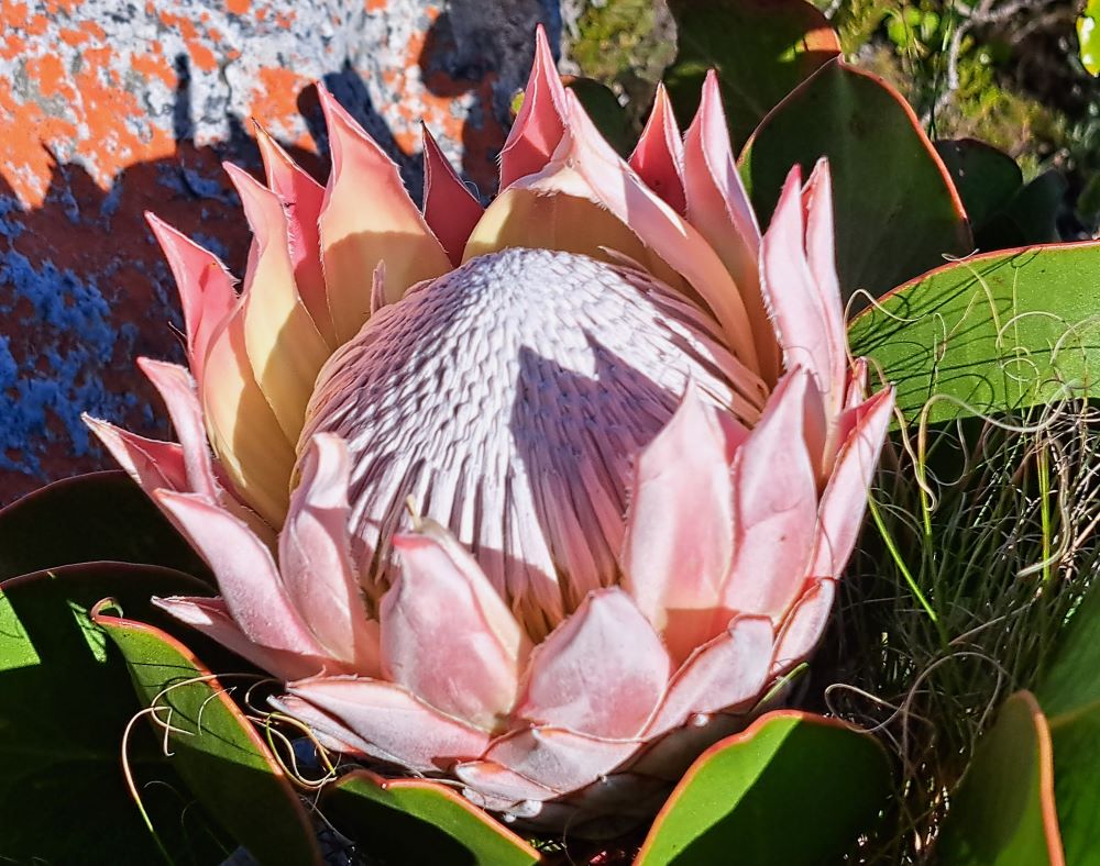 King Protea flower, spotted on the hiking route from Silvermine Gate 2 to Steenberg Buttress