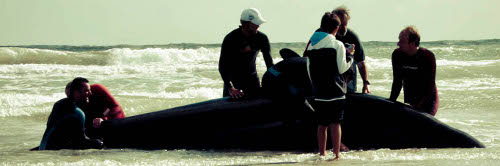beached pilot whale in Kommetjie, Cape Town