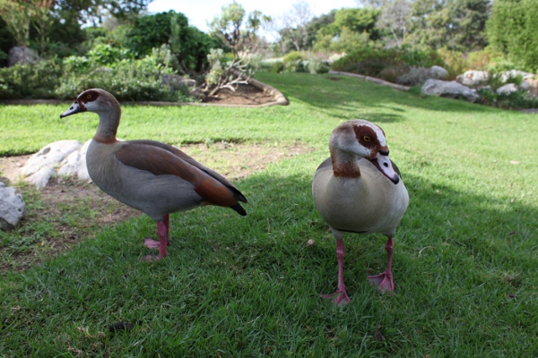 egyptian geese at Kirstenbosch
