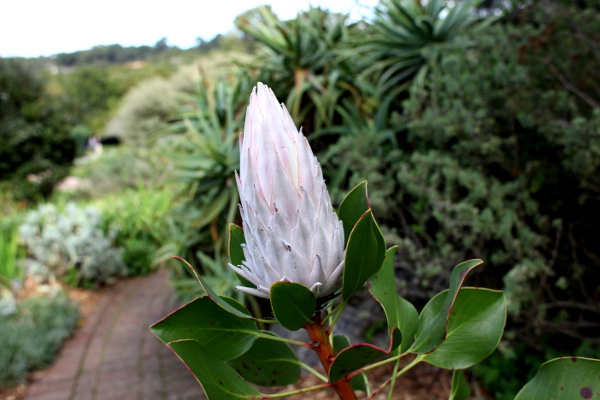 King Protea in Kirstenbosch, Cape Town