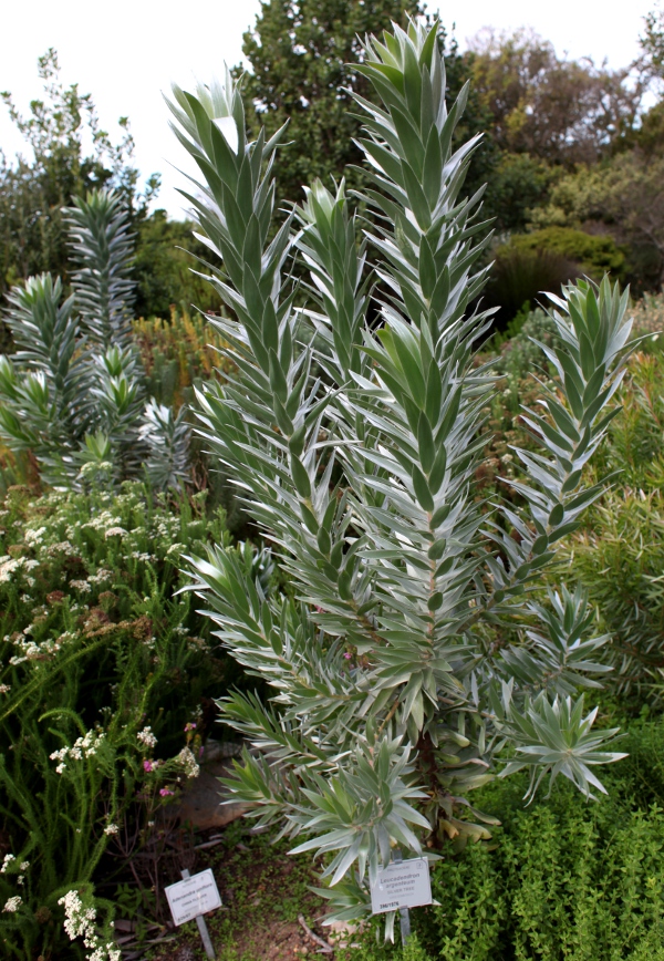 Silver tree in Kirstenbosch