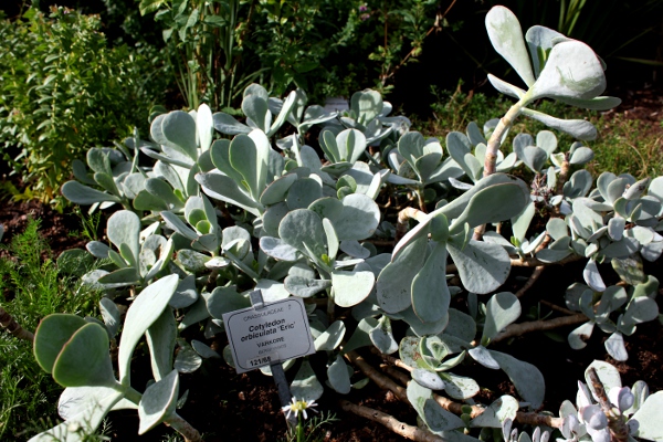 Varkore plants in Kirstenbosch
